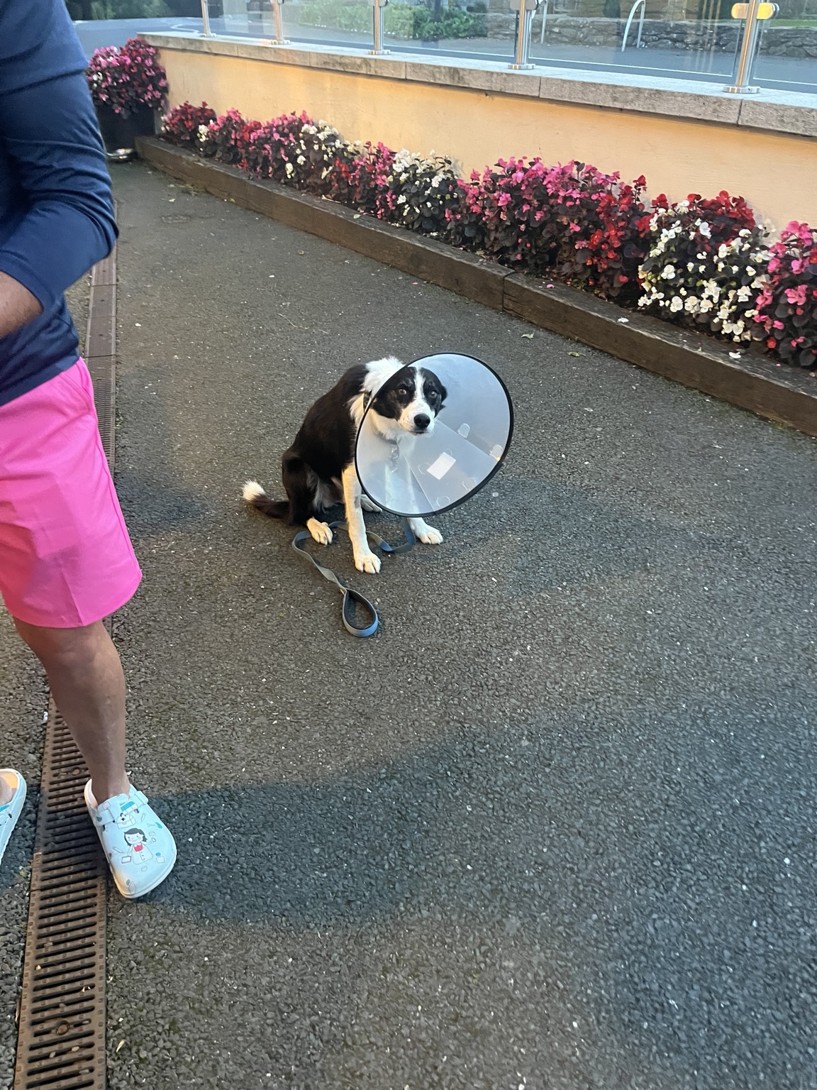 Scout sitting outside Lynhams in Laragh, wearing his recovery cone